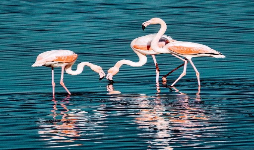 sista travel - rusya turu